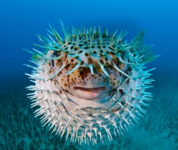 jenis jenis ikan | reserve jeunesse bengkulu