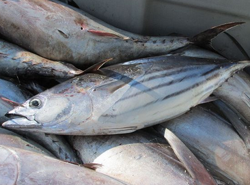 jenis jenis ikan | reserve jeunesse bengkulu