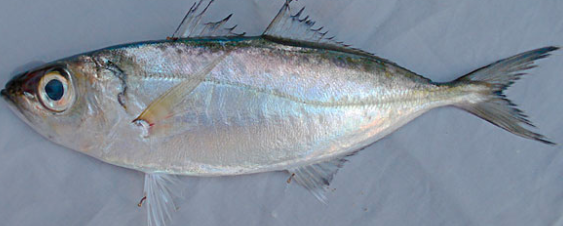 jenis jenis ikan I reserve jeunesse gorontalo