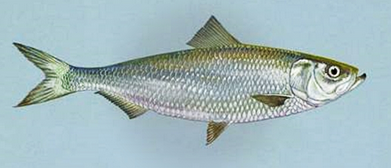 jenis jenis ikan | reserve jeunesse bengkulu