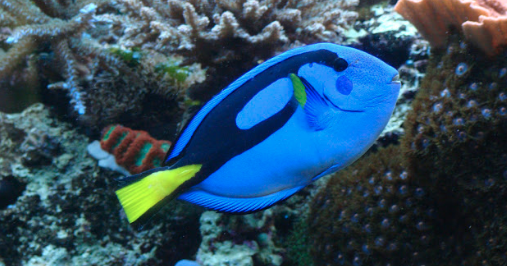 jenis jenis ikan I reserve jeunesse gorontalo