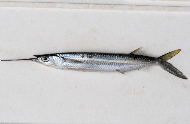 jenis jenis ikan | reserve jeunesse bengkulu