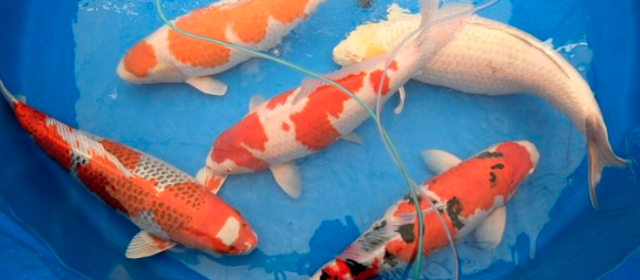 Macam macam ikan l reserve jeunesse aceh