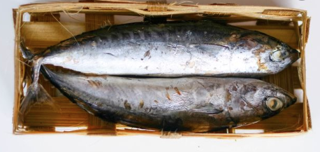 jenis jenis ikan I reserve jeunesse gorontalo