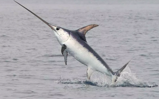 jenis jenis ikan I reserve jeunesse gorontalo